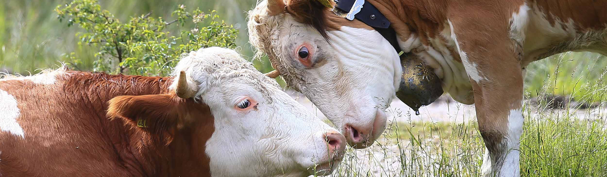 Abbildung: Gesunde BayernOX Rinder in leinen Landwirtschaftsbetrieben