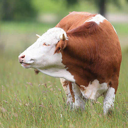BayernOx-Burger &ndash; Kontaktadressen