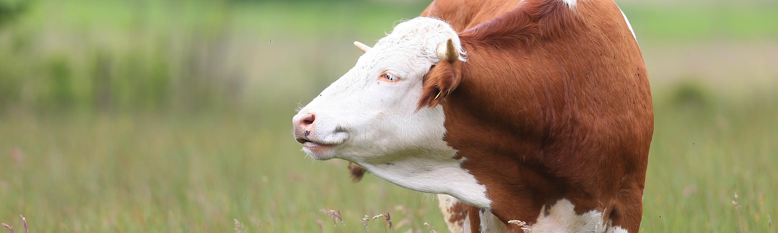 BayernOx-Burger &ndash; Kontaktadressen