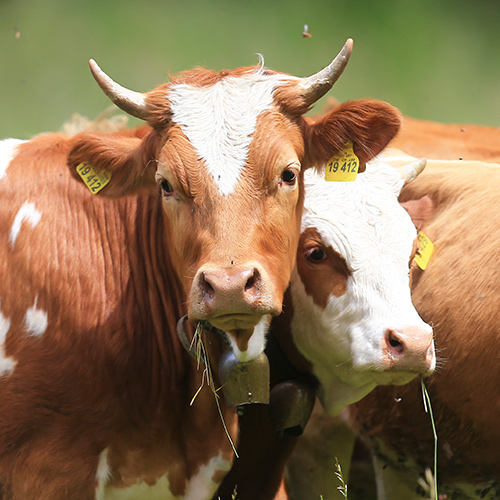 BayernOX - Qualitätsgarantie für bestes Rindfleisch aus der Region Oberbayern