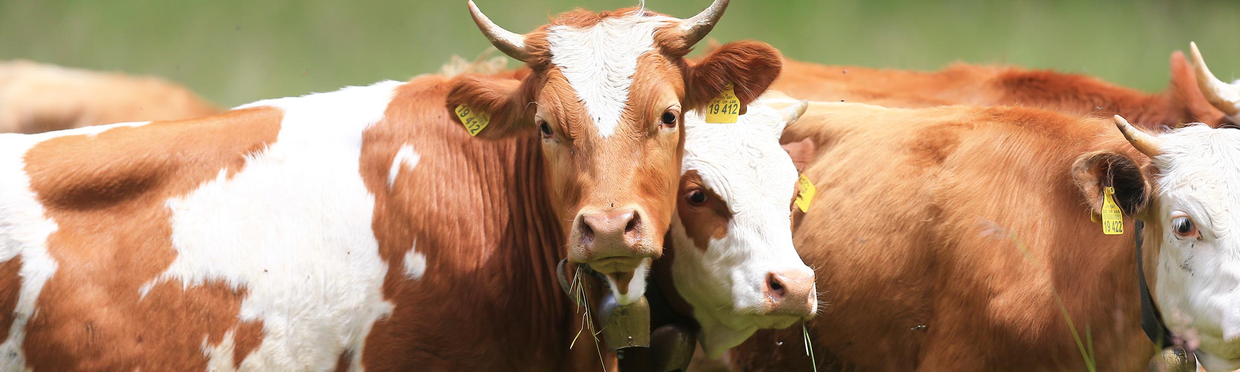 BayernOX - Qualitätsgarantie für bestes Rindfleisch aus der Region Oberbayern